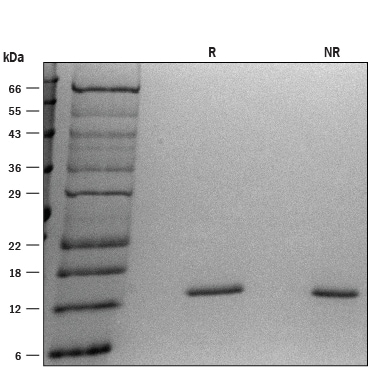 ProDots Recombinant Human IL-3 Protein SDS-PAGE