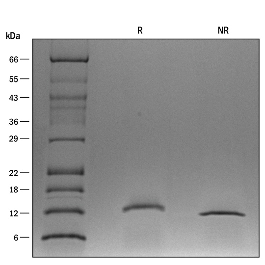 ProDots Recombinant Human IL-4 Protein SDS-PAGE
