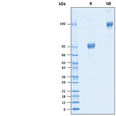 Recombinant Cynomolgus/Rhesus IL-6R alpha Fc Protein SDS-PAGE