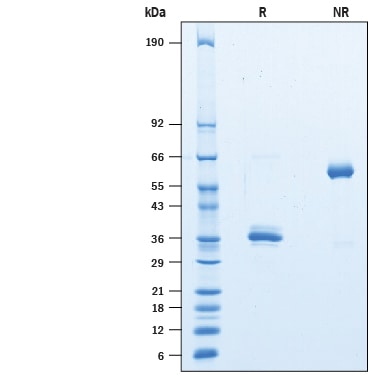 Recombinant Human IgG1 Fc Avi-tag Protein SDS-PAGE