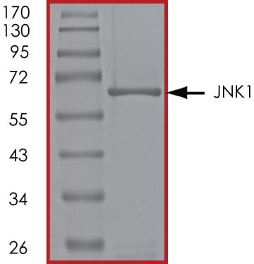 Recombinant Mouse Active JNK1 Protein SDS-PAGE