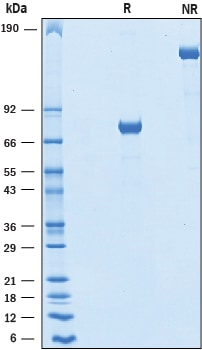 Recombinant Human Jagged 1 N-Terminal Fc Chimera Protein SDS-PAGE