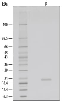 Recombinant Human KGF/FGF-7 GMP Protein SDS-PAGE