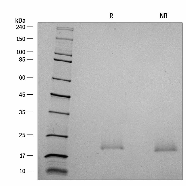 ProDots Recombinant Human KGF/FGF-7 Protein SDS-PAGE