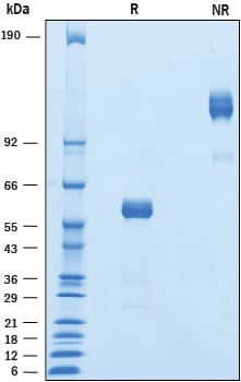 Recombinant Mouse LAIR1 Fc Chimera Protein SDS-PAGE