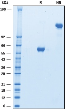 Recombinant Human LAIR1 Fc Chimera Protein SDS-PAGE