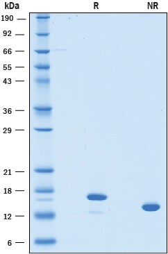 Recombinant Human LECT2 Protein SDS-PAGE