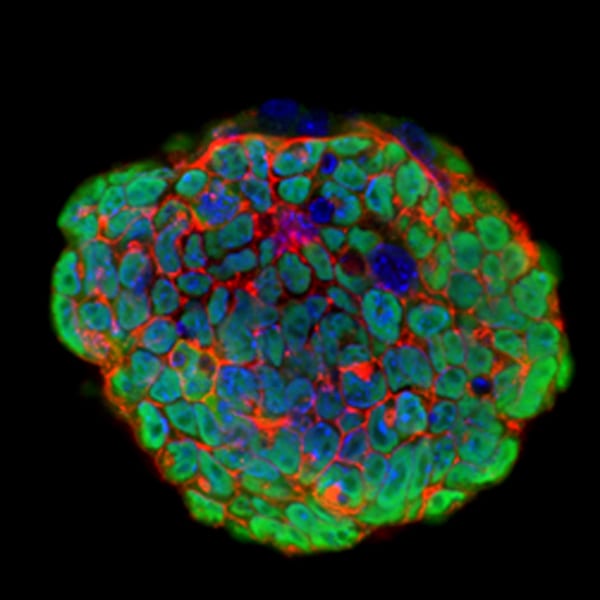 Mouse Embryonic Stem Cells Cultured in Recombinant Mouse LIF Maintain their Pluripotency.