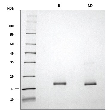 ProDots Recombinant Mouse LIF Protein SDS-PAGE