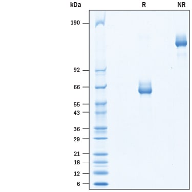 Recombinant Human LILRB4/CD85k/ILT3 Fc Chimera Protein SDS-PAGE