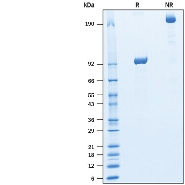 Recombinant Human LILRB5/CD85c/LIR-8 Fc Chimera Protein SDS-PAGE