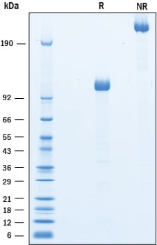 Recombinant Mouse LRP-6 N-Terminal Fragment Fc Protein SDS-PAGE