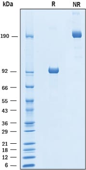 Recombinant Human LRRTM2 Fc Chimera Protein SDS-PAGE