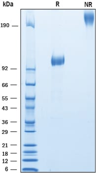 Recombinant Cynomolgus Lgr4/GPR48 Fc Chimera Protein SDS-PAGE