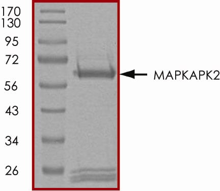 Recombinant Human Active MAPKAPK2 (46-end) Protein SDS-PAGE