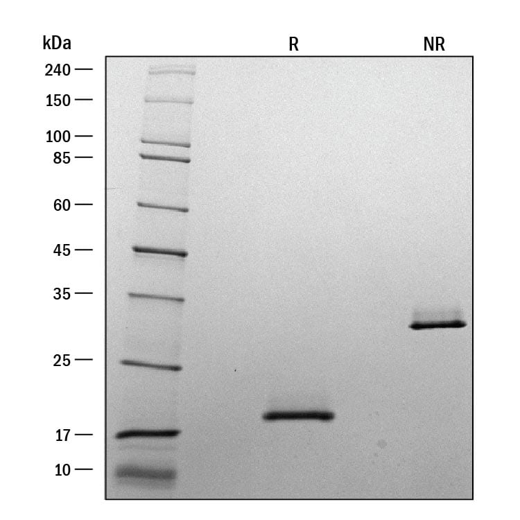 ProDots Recombinant Human M-CSF Protein SDS-PAGE
