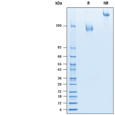 Recombinant Human MUC-1 Fc Chimera Protein SDS-PAGE