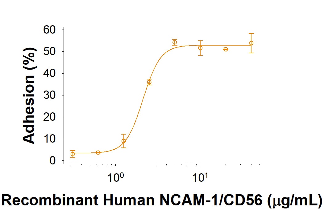 Recombinant Human NCAM-1/CD56 Fc Chimera Protein Bioactivity