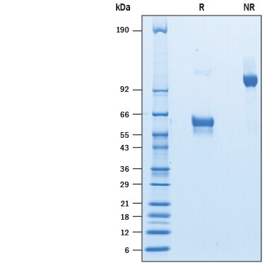 Recombinant Human NKp65/KLRF2 Fc Chimera Protein SDS-PAGE