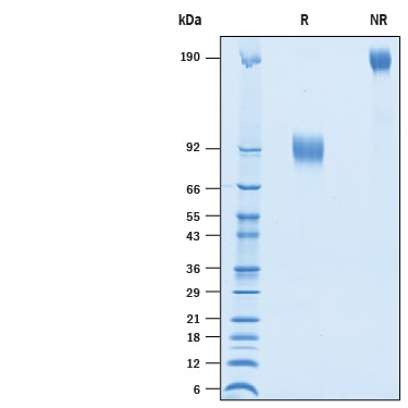 Recombinant Cynomolgus/Rhesus Macaque Nectin-1 Protein SDS-PAGE