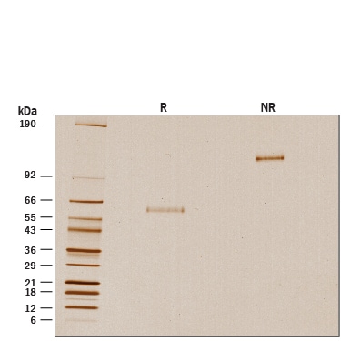 Recombinant Human Noggin Fc Chimera GMP Protein SDS-PAGE