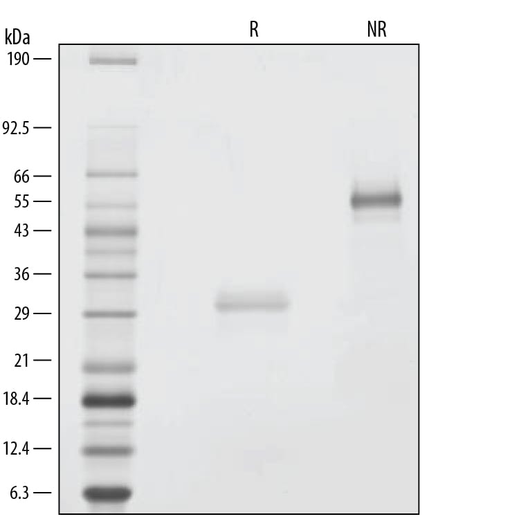 Recombinant Human Noggin GMP Protein SDS-PAGE