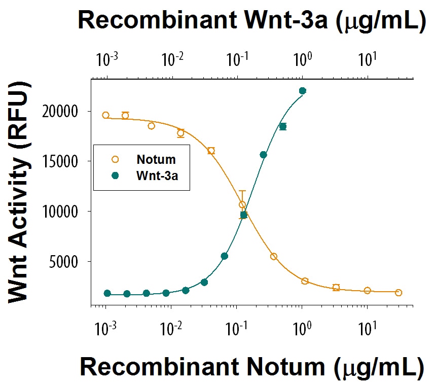 Recombinant Human Notum Protein Bioactivity