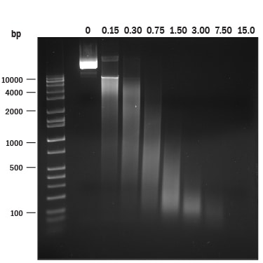 NucA nuclease Digestion of DNA.