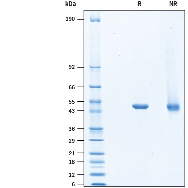 Recombinant Human ODC1 His-tag Protein SDS-PAGE