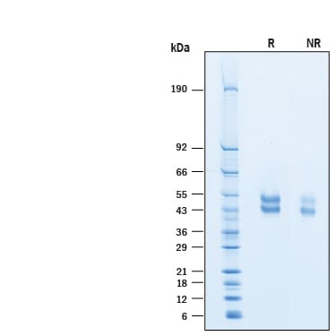 Recombinant Cynomolgus OX40/TNFRSF4 His-tag Protein SDS-PAGE