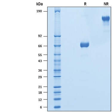 Recombinant Cynomolgus OX40/TNFRSF4 Fc Chimera Protein SDS-PAGE