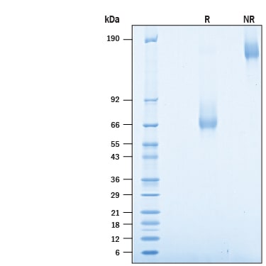 Recombinant Human PD-1 Fc Chimera Avi-tag Protein SDS-PAGE