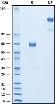Recombinant Human PD-1 Fc Chimera Biotinylated Protein SDS-PAGE