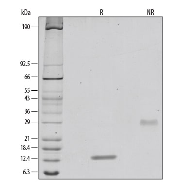 Recombinant Human PDGF-BB Protein SDS-PAGE