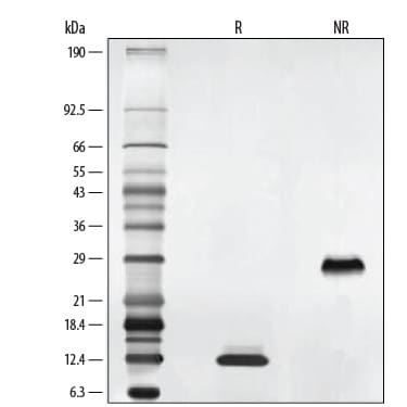 Recombinant Human PDGF-BB GMP Protein SDS-PAGE