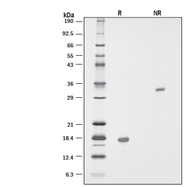 Recombinant Human PDGF-AA GMP Protein SDS-PAGE