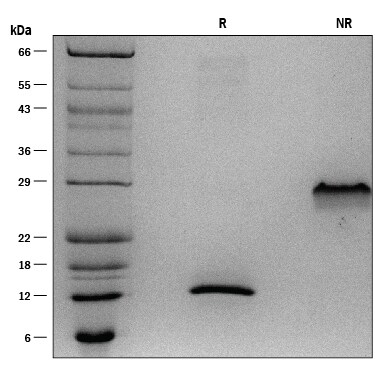 ProDots Recombinant Human PDGF-BB Protein SDS-PAGE