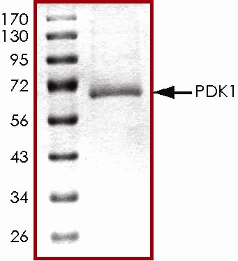 Recombinant Human Active PDK-1 Protein SDS-PAGE