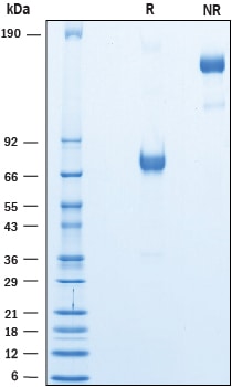 Recombinant Human PD-L1/B7-H1 Fc Chimera Avi-tag Protein SDS-PAGE