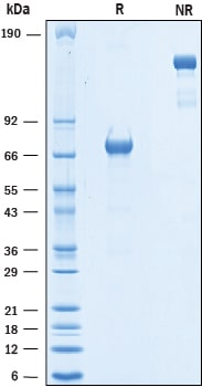 Recombinant Human PD-L1/B7-H1 Fc Chimera Biotin Protein SDS-PAGE