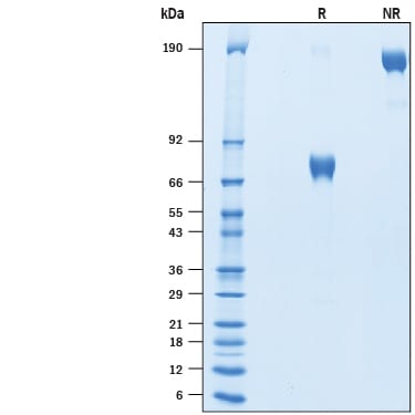 Recombinant Human PD-L2/B7-DC Fc Chimera Avi-tag Protein SDS-PAGE