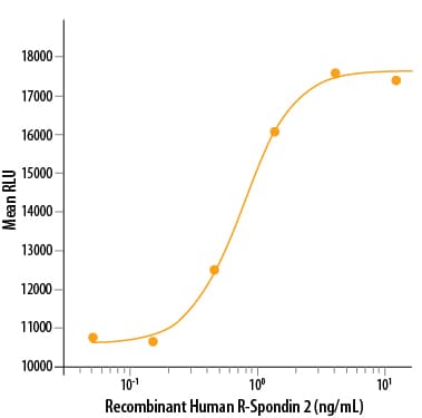 Recombinant Human R-Spondin 2 Protein Bioactivity