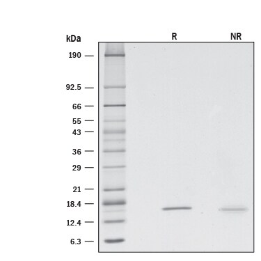 Reg3A Induced Cell Proliferation.