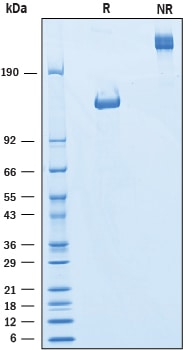Recombinant Human Ret Fc Chimera Protein SDS-PAGE