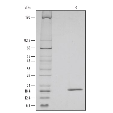 Recombinant Mouse SCF Protein SDS-PAGE