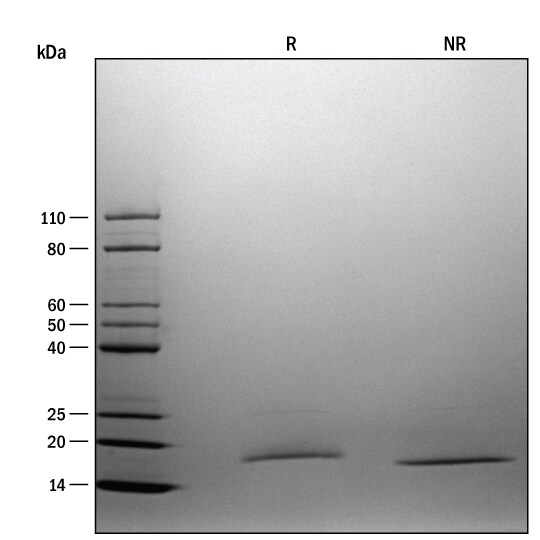 ProDots Recombinant Human SCF/c-kit Ligand Protein SDS-PAGE