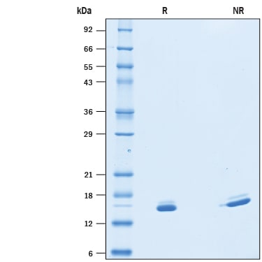 Recombinant Mouse SF20/MYDGF Protein SDS-PAGE