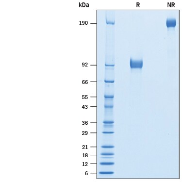 Recombinant Cynomolgus SIRP beta 1/CD172b Fc Protein SDS-PAGE