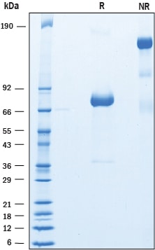 Recombinant Human SIRP gamma/CD172g Fc Chimera Protein SDS-PAGE