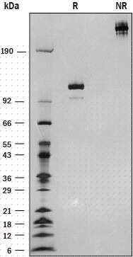 Recombinant Human Semaphorin 3F Fc Chimera Protein SDS-PAGE